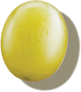 Globerri candy grape