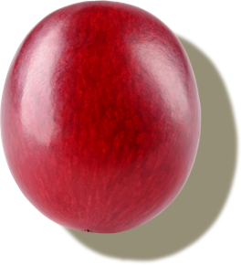 Globerri red grape